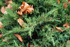 Sequoiadendron giganteum