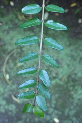 Lonicera yunnanensis