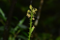 Liparis odorata