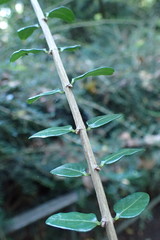 Lonicera yunnanensis