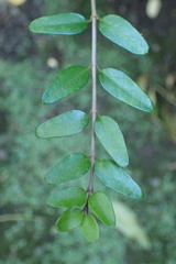 Lonicera yunnanensis