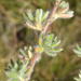 Cliffortia eriocephalina - Photo (c) Nicola van Berkel, algunos derechos reservados (CC BY-SA), subido por Nicola van Berkel
