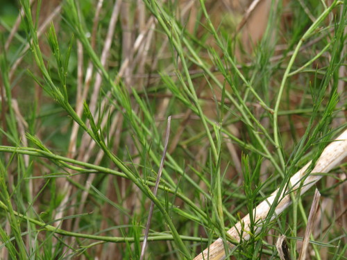 Image of Psoralea fascicularis by (c) Jeremy Gilmore, some rights reserved (CC BY)
