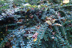 Lonicera yunnanensis