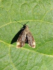 Prochoreutis