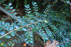 Lonicera yunnanensis