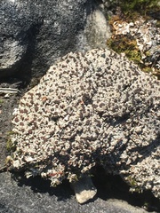 Bryoplaca sinapisperma