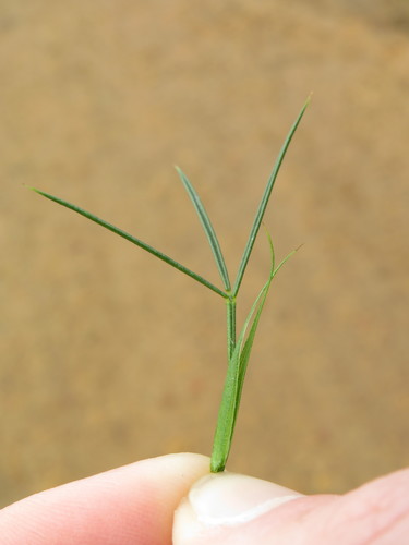 Image of Psoralea fascicularis by (c) Jeremy Gilmore, some rights reserved (CC BY)