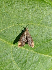 Prochoreutis