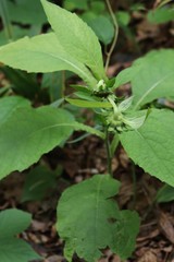 Carpesium macrocephalum