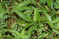 Paspalum canarae