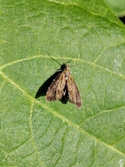 Prochoreutis