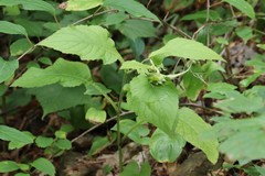 Carpesium macrocephalum