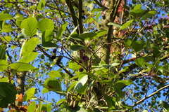 Alnus