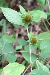 Carpesium macrocephalum