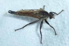 Machimus rusticus