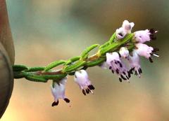 Erica nudiflora