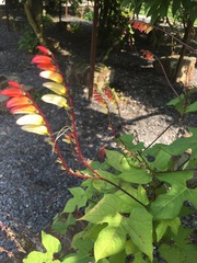 Ipomoea lobata