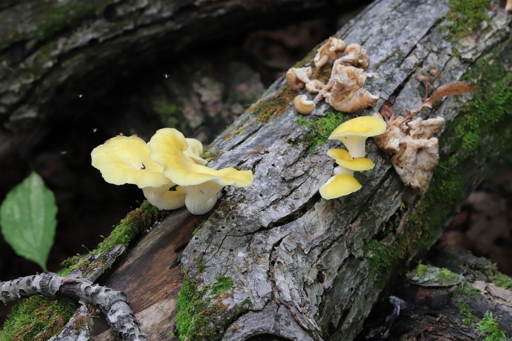 Pleurotus citrinopileatus · August 2021 · photo: © ninacourlee (iNaturalist, cc-by)
