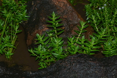 Rotala malampuzhensis