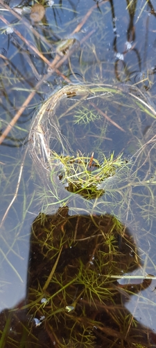 Image of Helosciadium inundatum by (c) purperlibel, some rights reserved (CC BY-SA)