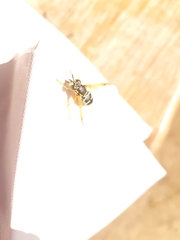 Chrysotoxum festivum