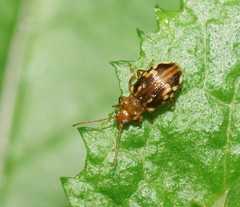 Chalcolampra pustulata