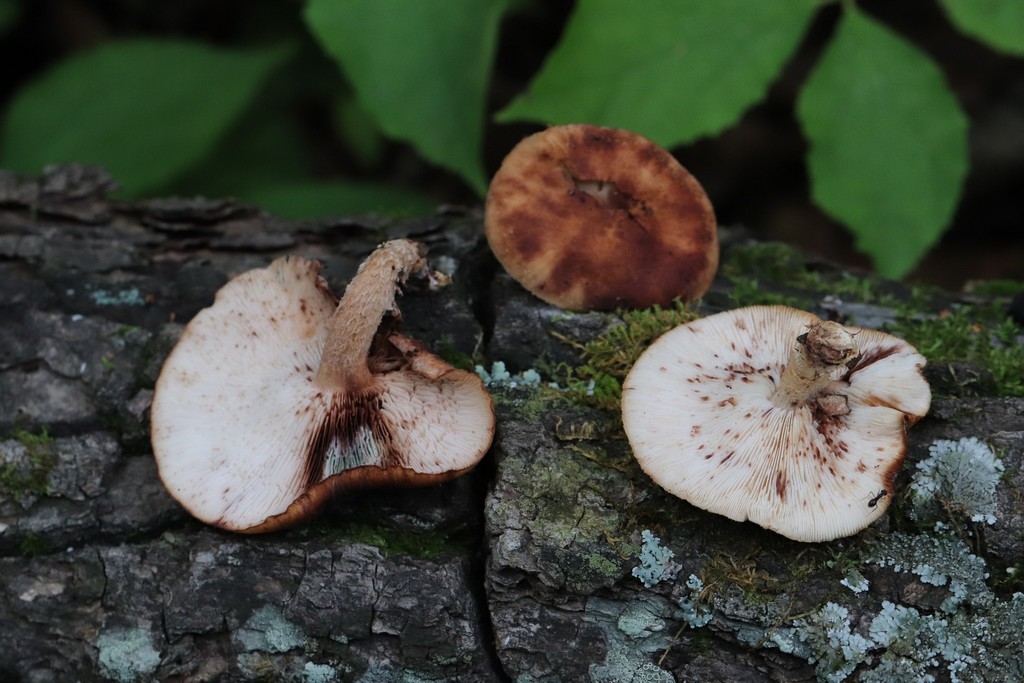 Lentinula edodes · August 2021 · photo: © ninacourlee (iNaturalist, cc-by)