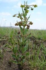 Asclepias fulva