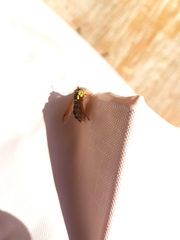 Chrysotoxum festivum
