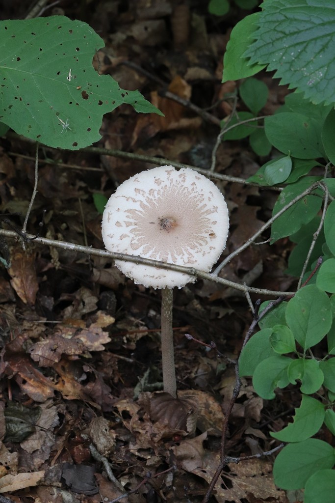 Macrolepiota mastoidea · August 2021 · photo: © ninacourlee (iNaturalist, cc-by)