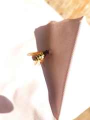 Chrysotoxum festivum