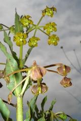 Asclepias fulva