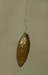 Meteorus pulchricornis