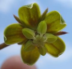 Asclepias fulva