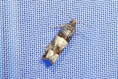 Notocelia incarnatana