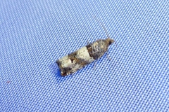 Notocelia incarnatana