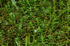 Rotala malampuzhensis