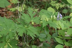 Aconitum stoloniferum