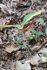 Convallaria keiskei