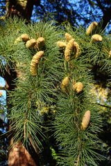 Cedrus