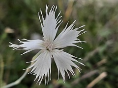 Dianthus awaricus