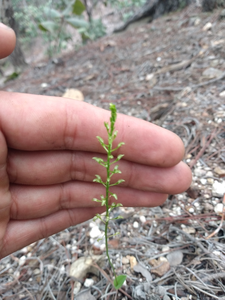 Malaxis pringlei