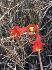 Zephyranthes phycelloides