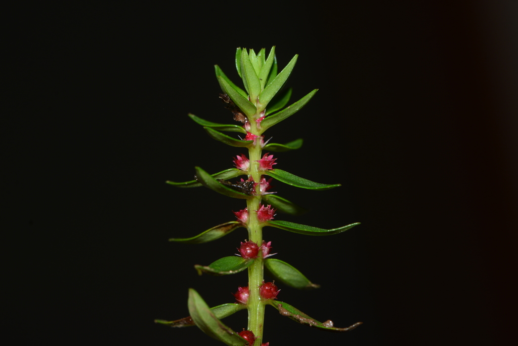 Rotala malampuzhensis