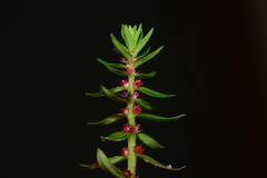 Rotala malampuzhensis