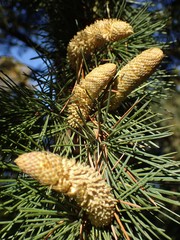 Cedrus