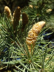 Cedrus
