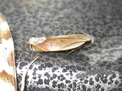 Anacampsis paltodoriella