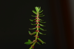 Rotala malampuzhensis